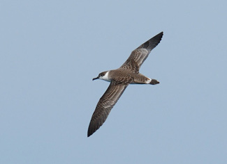 Greater Shearwater